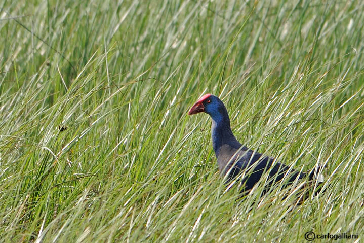 Pollo sultano